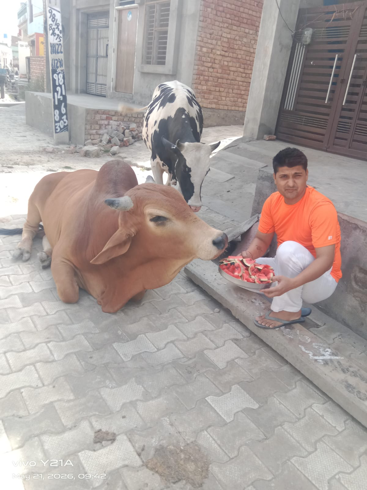 गौ सेवा एवं संरक्षण